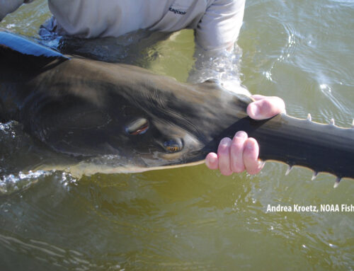 Smalltooth Sawfish Tracking