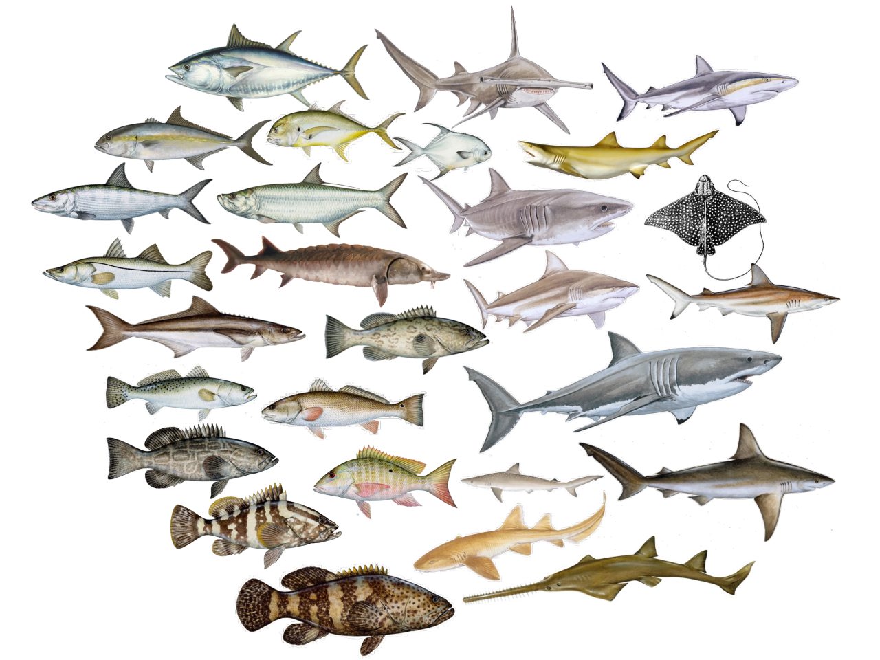 Picture collage of the species for which detection data have been shared through iTAG