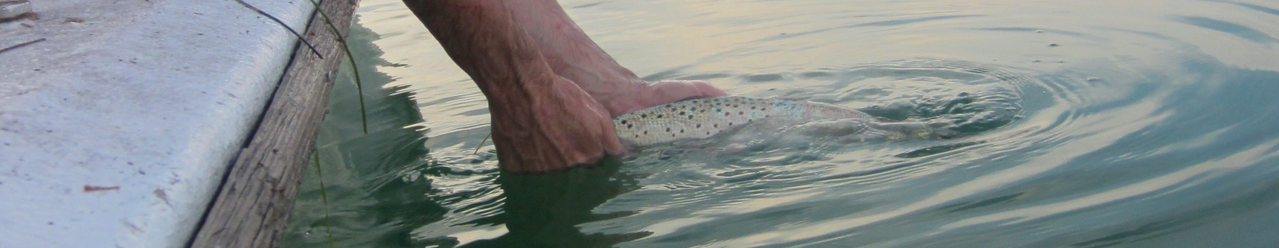 image of hands in water holding fish