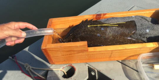 tagged tripletail